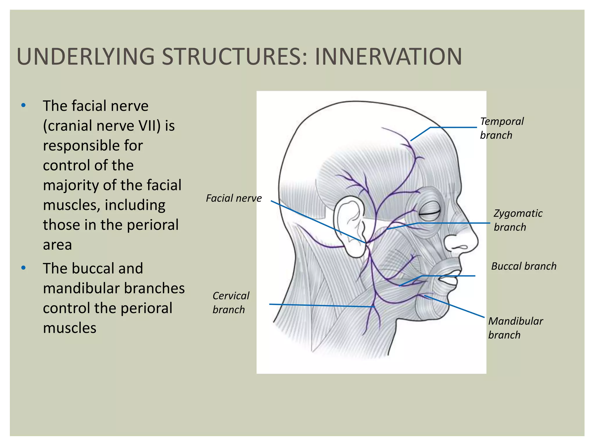 • The facial nerve
(cranial nerve VII) is
responsible for
control of the
majority of the facial
muscles, including
those in the perioral
area
• The buccal and
mandibular branches
control the perioral
muscles
Temporal
branch
Zygomatic
branch
Facial nerve
Cervical
branch
Mandibular
branch
Buccal branch
UNDERLYING STRUCTURES: INNERVATION
 