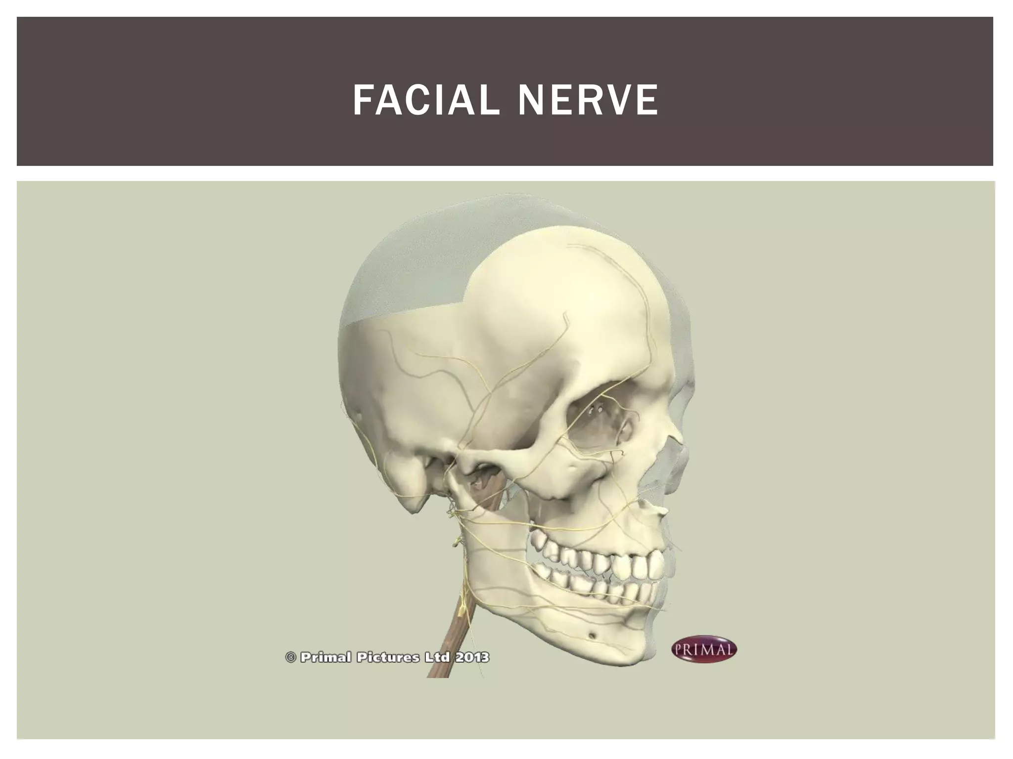 FACIAL NERVE
 