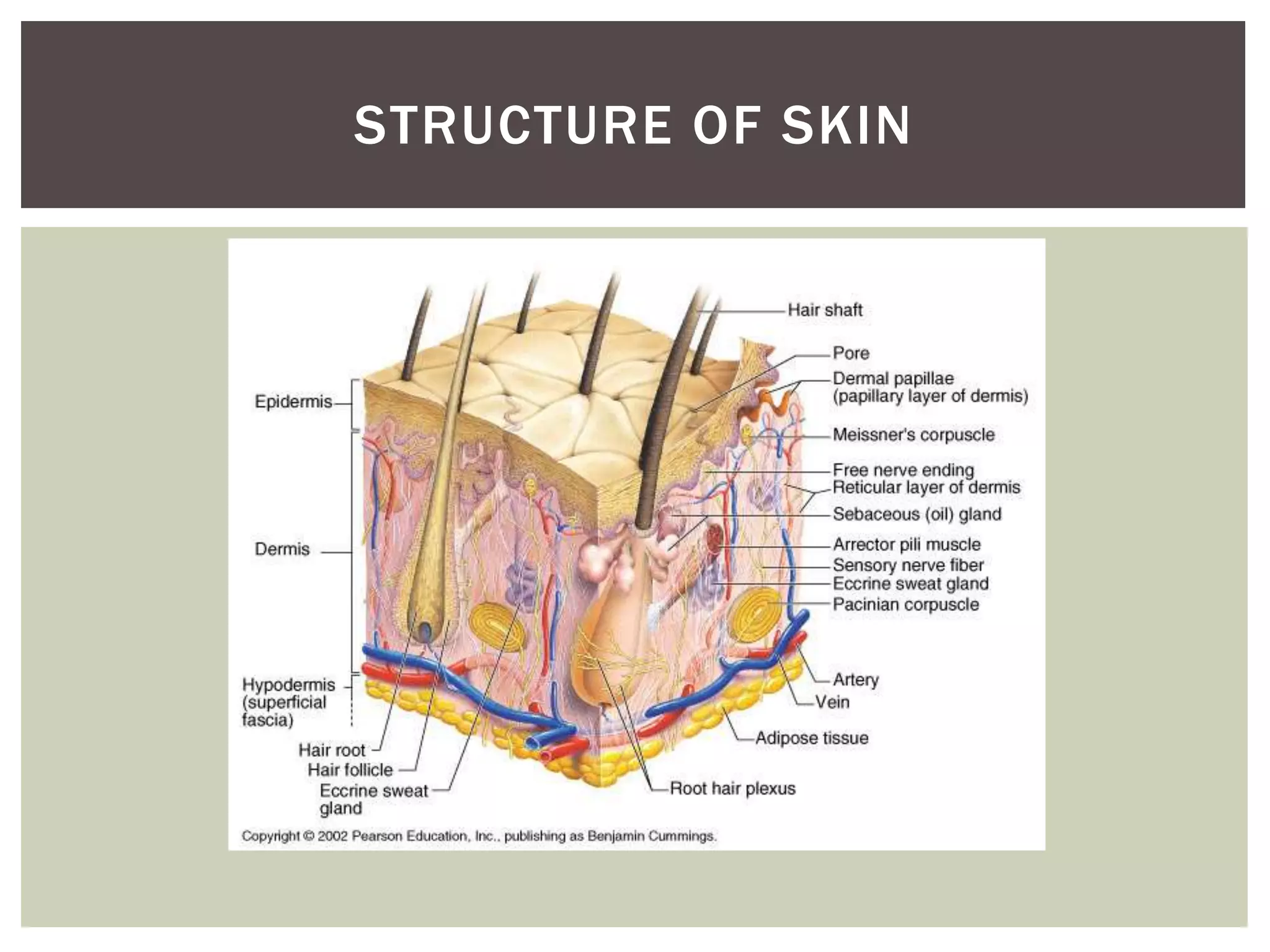 STRUCTURE OF SKIN
 
