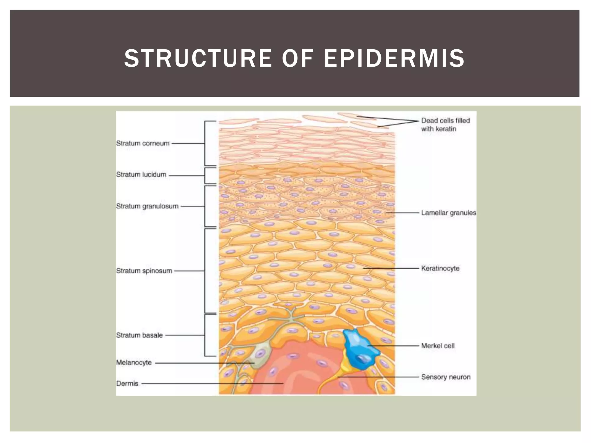 STRUCTURE OF EPIDERMIS
 