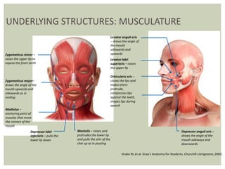 Foundation course in dermal fillers hf | PPTX