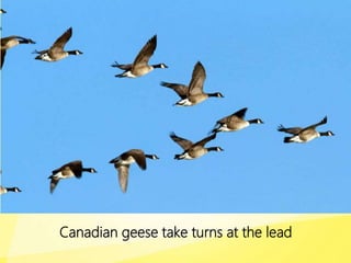 Canadian geese take turns at the lead
 