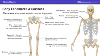 Foundations of Anatomy SCU Bootcamp Anato | PDF
