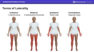 Foundations of Anatomy SCU Bootcamp Anato | PDF
