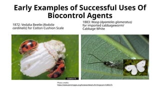 Foundations of Biological Controls in Agriculture | PPTX