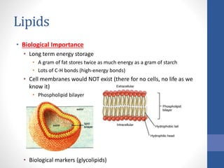 Lipids
• Biological Importance
• Long term energy storage
• A gram of fat stores twice as much energy as a gram of starch
• Lots of C-H bonds (high-energy bonds)
• Cell membranes would NOT exist (there for no cells, no life as we
know it)
• Phospholipid bilayer
• Biological markers (glycolipids)
 