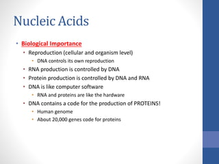 Nucleic Acids
• Biological Importance
• Reproduction (cellular and organism level)
• DNA controls its own reproduction
• RNA production is controlled by DNA
• Protein production is controlled by DNA and RNA
• DNA is like computer software
• RNA and proteins are like the hardware
• DNA contains a code for the production of PROTEINS!
• Human genome
• About 20,000 genes code for proteins
 