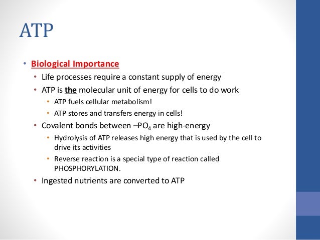 Four classes of macromolecules