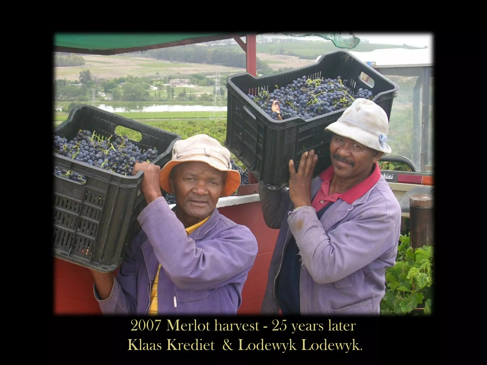2007 Merlot harvest - 25 years later  Klaas Krediet  & Lodewyk Lodewyk . 
