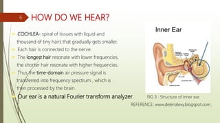 HOW DO WE HEAR?
 COCHLEA- spiral of tissues with liquid and
thousand of tiny hairs that gradually gets smaller.
 Each hair is connected to the nerve.
 The longest hair resonate with lower frequencies,
the shorter hair resonate with higher frequencies.
 Thus the time-domain air pressure signal is
transferred into frequency spectrum , which is
then processed by the brain.
 Our ear is a natural Fourier transform analyzer. FIG 3 : Structure of inner ear.
REFERENCE: www.delenalexy.blogspot.com.
6
 