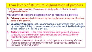 Four Levels Of Protein Structure
