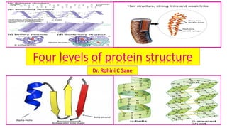 Four levels of protein structure
Dr. Rohini C Sane
 