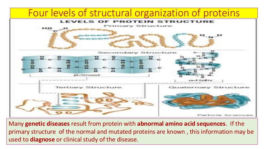 Four levels of protein structure