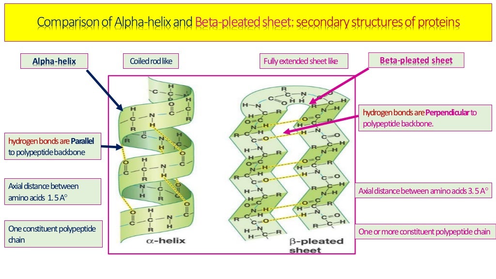 Four Types Of Protein Structure