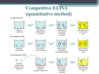 Competitive Elisa Microbe Notes.pdf Four major immunologic methods | PPT