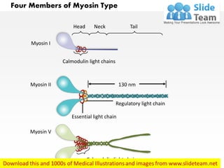 Four Members of Myosin Type
Head Tail
130 nm
Calmodulin light chains
Regulatory light chain
Essential light chain
Calmodulin light chain
Myosin V
Myosin II
Myosin I
Neck
 