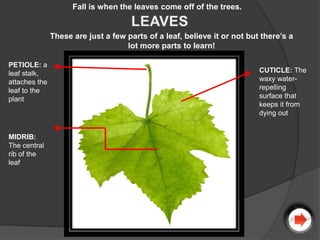 Fall is when the leaves come off of the trees.


               These are just a few parts of a leaf, believe it or not but there’s a
                                    lot more parts to learn!

PETIOLE: a
leaf stalk,                                                               CUTICLE: The
attaches the                                                              waxy water-
leaf to the                                                               repelling
plant                                                                     surface that
                                                                          keeps it from
                                                                          dying out


MIDRIB:
The central
rib of the
leaf
 