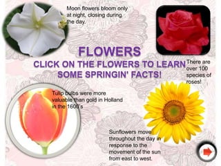 Moon flowers bloom only
      at night, closing during
      the day.




                                               There are
                                               over 100
                                               species of
                                               roses!

Tulip bulbs were more
valuable than gold in Holland
in the 1600’s



                       Sunflowers move
                       throughout the day in
                       response to the
                       movement of the sun
                       from east to west.
 