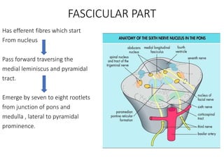 Pyramidal Prominence Anatomy of Fourth and sixth cranial nerve | PPTX