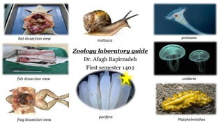 Zoology laboratory guide
Dr. Afagh Bapirzadeh
First semester 1402
Rat dissection view
fish dissection view
frog dissection view
mollusca
porifera
protozoa
cnidaria
Platyhelminthes