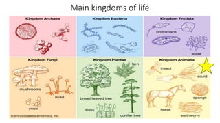 Main kingdoms of life