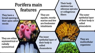 Porifera main
features
They are
aquatic, mostly
marine and few
are freshwater
inhabitants
They are either
asymmetrical or
radially
symmetrical
They are
multicellular
organisms
They have a
broad opening at
their apex called
oscula
The outer
epithelial layer
of their body is
called
pinacoderm
The inner
epithelial layer of
their body is
called
choanoderm
Their body
skeleton has
siliceous spicules
or collagenous
fibers