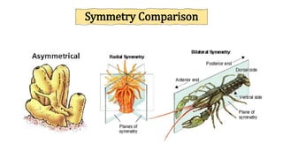 Symmetry Comparison