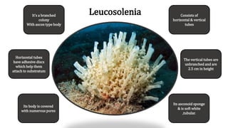 It’s a branched
colony
With ascon type body
Horizontal tubes
have adhesive discs
which help them
attach to substratum
Its body is covered
with numerous pores
Its asconoid sponge
& is soft white
,tubular.
The vertical tubes are
unbranched and are
2.5 cm in height
Consists of
horizontal & vertical
tubes
Leucosolenia