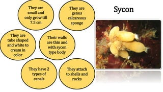 Sycon
They attach
to shells and
rocks
They are
genus
calcareous
sponge
They are
small and
only grow till
7.5 cm
Their walls
are thin and
with sycon
type body
They have 2
types of
canals
They are
tube shaped
and white to
cream in
color