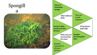 Spongill
a
Genus of
freshwater
sponge
Found in lakes
,ponds and slow
streams
skeleton
composed of
siliceous
spicules
They are
sessile
organism
Sponges
are hermaphro
dites
Their walls are
thick
With ostia and
osculum filter
the water
It has leucon
type body