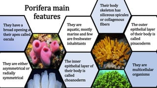 Porifera main
features
They are
aquatic, mostly
marine and few
are freshwater
inhabitants
They are either
asymmetrical or
radially
symmetrical
They are
multicellular
organisms
They have a
broad opening at
their apex called
oscula
The outer
epithelial layer
of their body is
called
pinacoderm
The inner
epithelial layer of
their body is
called
choanoderm
Their body
skeleton has
siliceous spicules
or collagenous
fibers
 