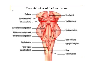 Posterior view of the brainstem.
 