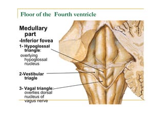 Floor of the Fourth ventricle

Medullary
 part
-Inferior fovea
1- Hypoglossal
   triangle:
 overlying
   hypoglossal
   nucleus

2-Vestibular
   triagle

3- Vagal triangle:
   overlies dorsal
   nucleus of
   vagus nerve
 