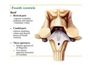 Fourth ventricle
Roof
  Rostral part:
  -superior cerebellar
  peduncle and superior
  - medullary velum

  Caudal part:
 -inferior medullary
  velum and choroid
  plexus of fourth
  ventricle

  Three apertures
     Median aperture (F.
     of Magendi)
     Two lateral
     apertures (foramina
     of Luschka)
 