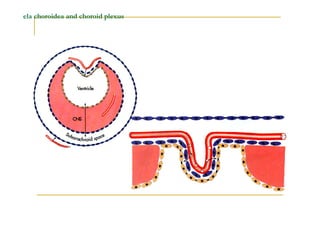 Tela choroidea and choroid plexus
 