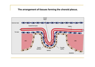 The arrangement of tissues forming the choroid plexus.
 