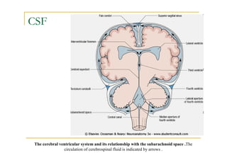 CSF




 The cerebral ventricular system and its relationship with the subarachnoid space .The
                circulation of cerebrospinal fluid is indicated by arrows .
 