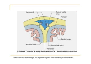 Transverse section through the superior sagittal sinus showing arachnoid villi .
 