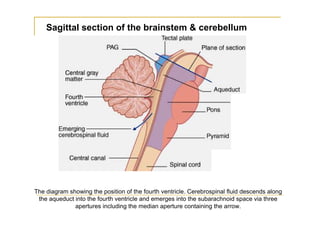 Sagittal section of the brainstem & cerebellum




The diagram showing the position of the fourth ventricle. Cerebrospinal fluid descends along
 the aqueduct into the fourth ventricle and emerges into the subarachnoid space via three
              apertures including the median aperture containing the arrow.
 