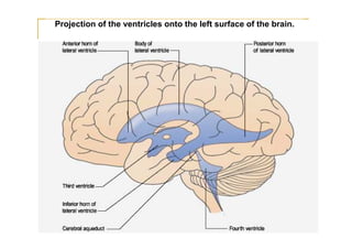 Projection of the ventricles onto the left surface of the brain.
 