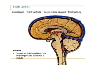 Brain Stem Ppt Video Online Download