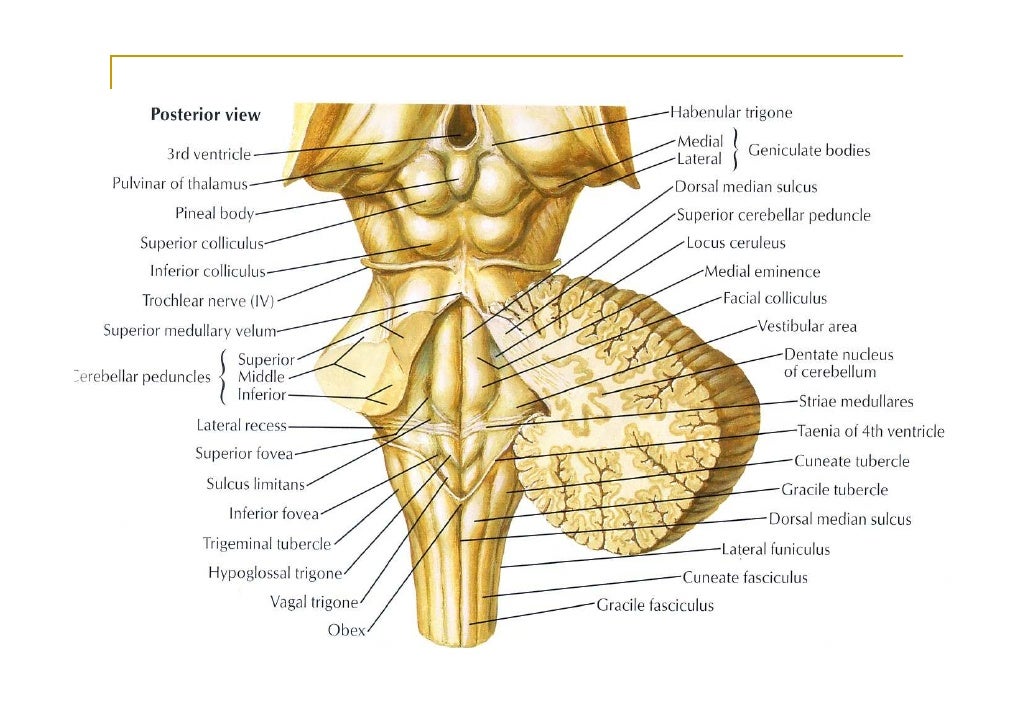 Fourth Ventricle Fourth Ventricle