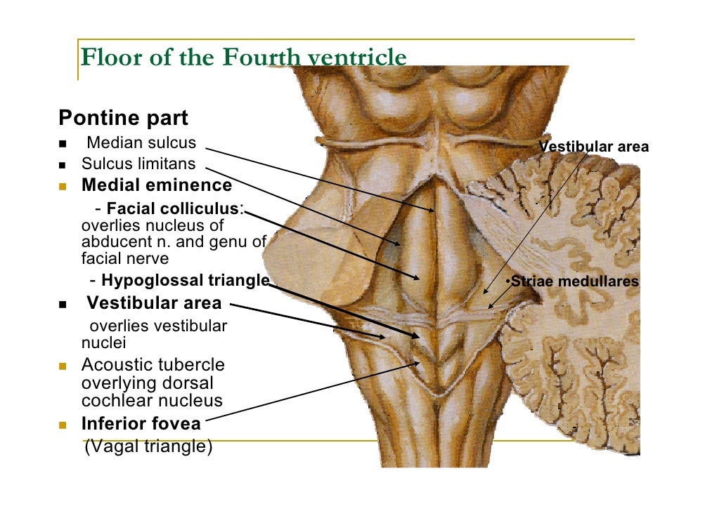 Floor Of Fourth Ventricle Viewfloor co Floor Of Fourth Ventricle Viewfloor co