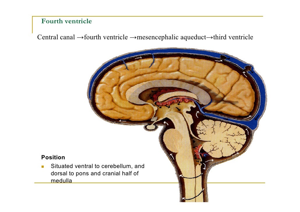 fourth ventricle fourth ventricle