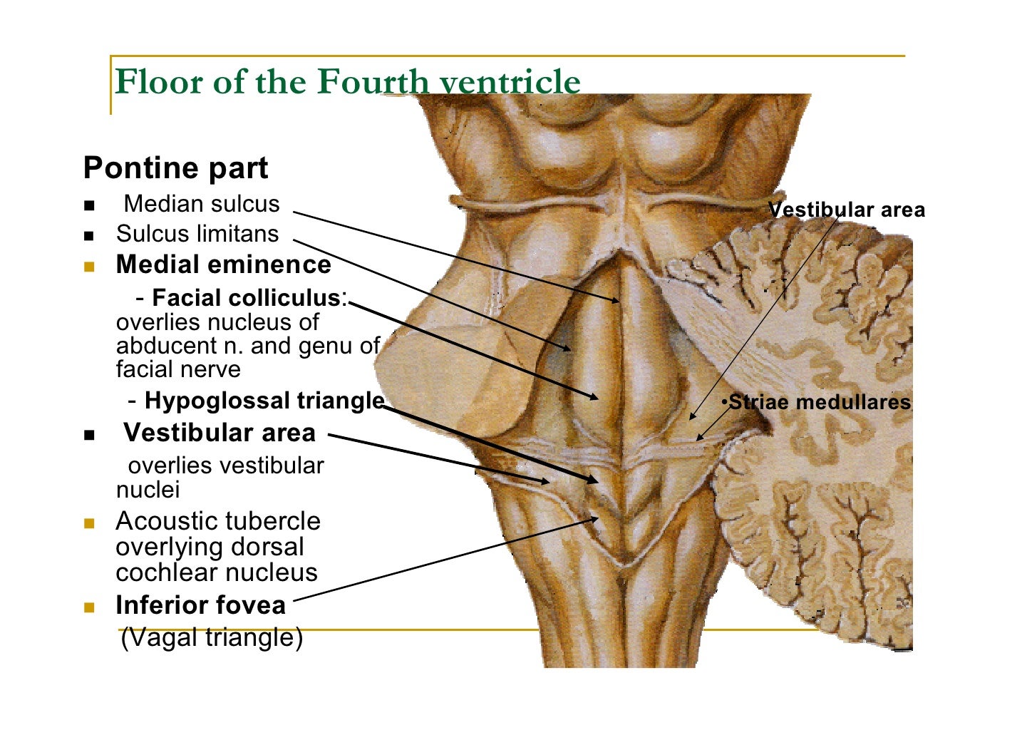 Fourth ventricle