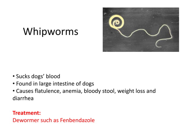 Five types of dog worms | PPT
