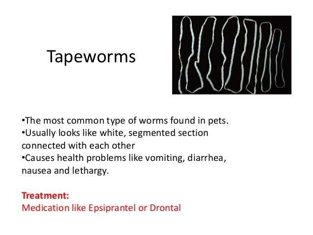 Five types of dog worms