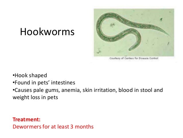 Can Dogs Get Heartworms From Eachother Can Dogs Get Heartworms From Eachother