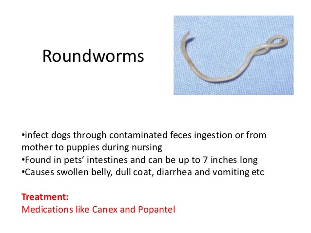 Identify Dog Worm Types