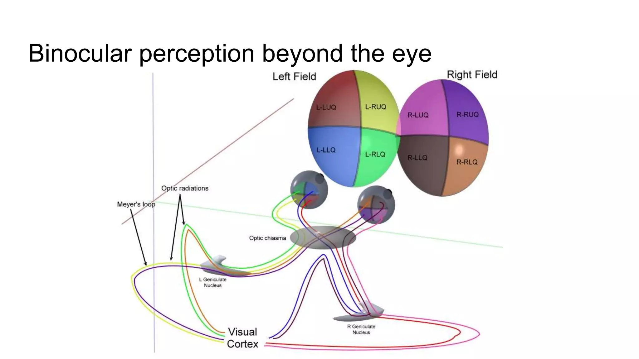 Binocular perception beyond the eye
 